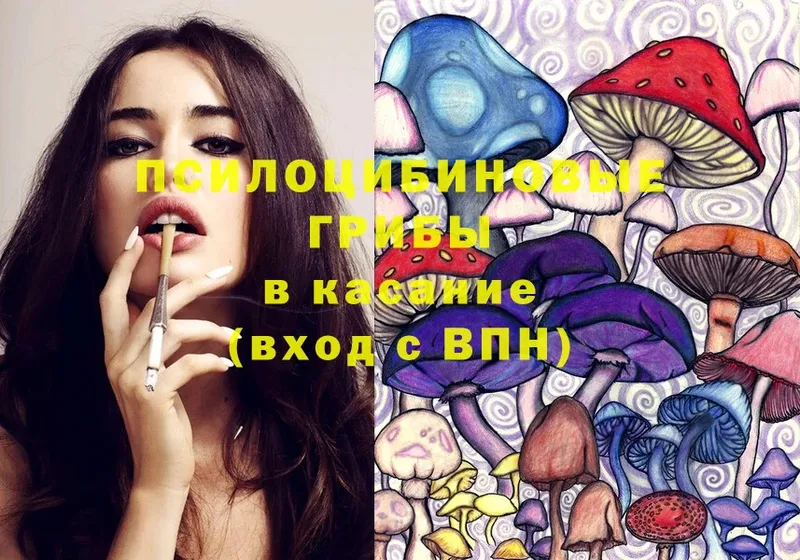 Галлюциногенные грибы Psilocybe  Братск 